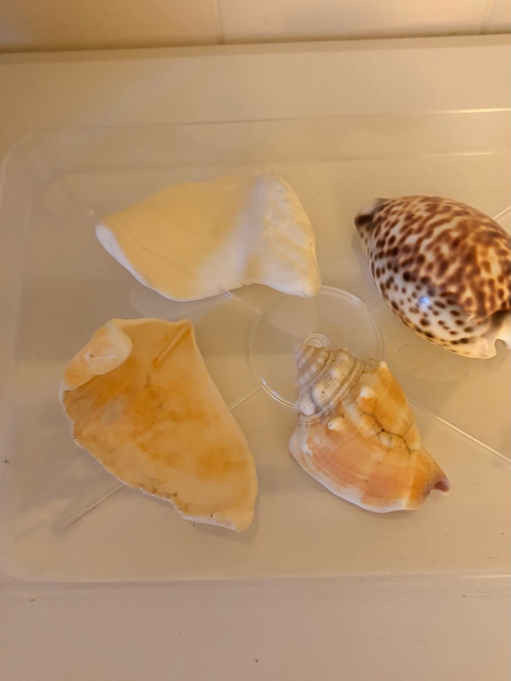4 Natural Sea Shell Mix - Cream and Brown Decorative Set - 3”